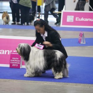 Les expositions canines